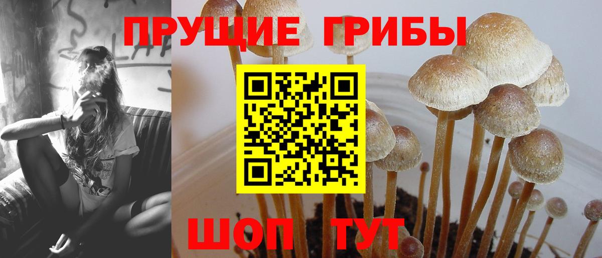 где купить наркоту  Вход с VPN  Севастополь  Галлюциногенные грибы Psilocybine cubensis 